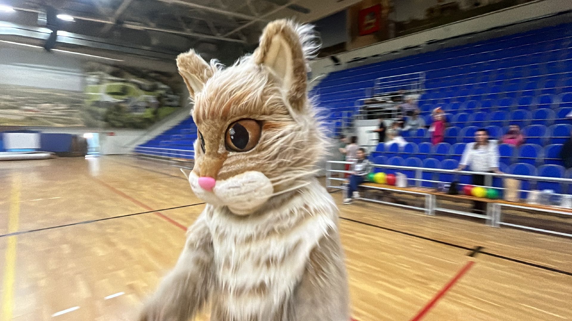 волоколамск, зебра,