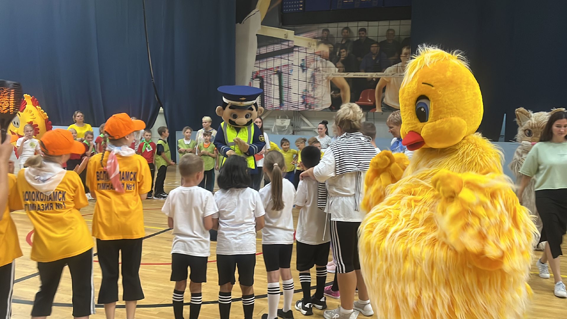 волоколамск, зебра,