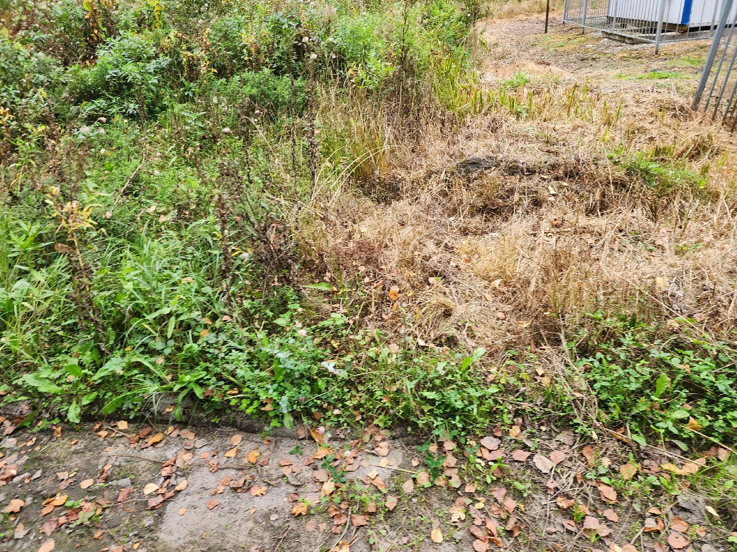 электроугли, власть, благоустройство, деревня марьино, тропа здоровья, жители, общество, оперативный объезд,