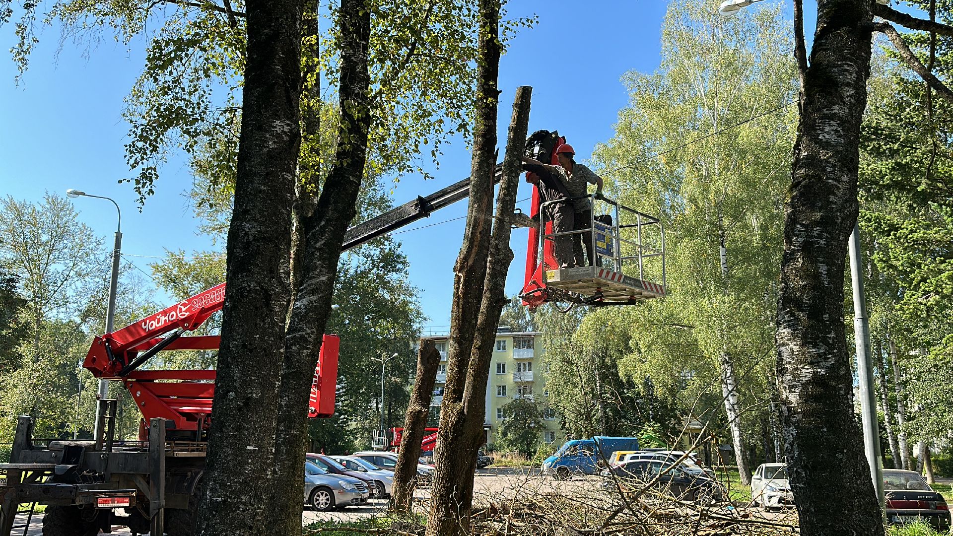 Клин, общество, ЖКХ, опиловка деревьев, благоустройство,
