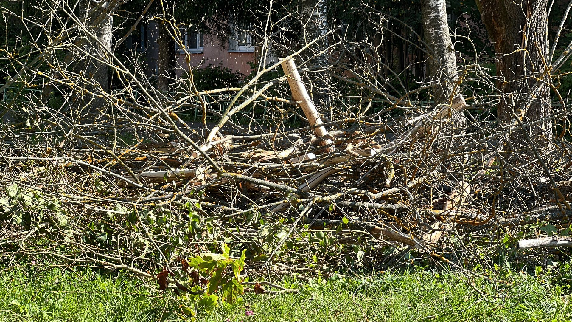 Клин, общество, ЖКХ, опиловка деревьев, благоустройство,
