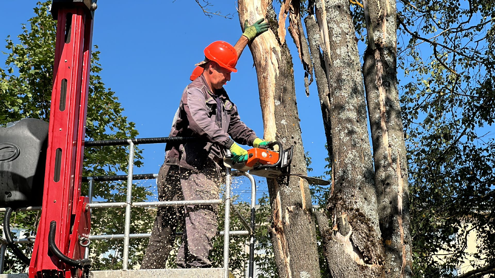 Клин, общество, ЖКХ, опиловка деревьев, благоустройство,