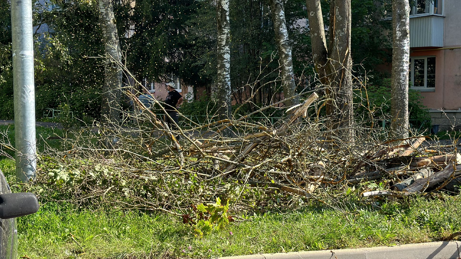 Клин, общество, ЖКХ, опиловка деревьев, благоустройство,