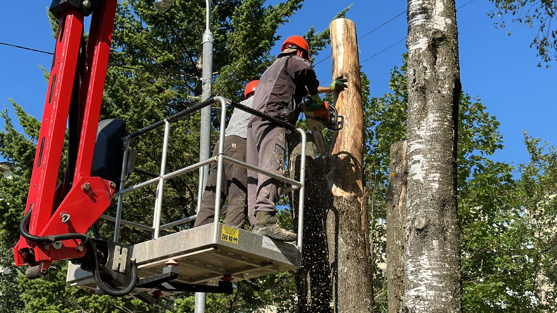 Клин, общество, ЖКХ, опиловка деревьев, благоустройство,