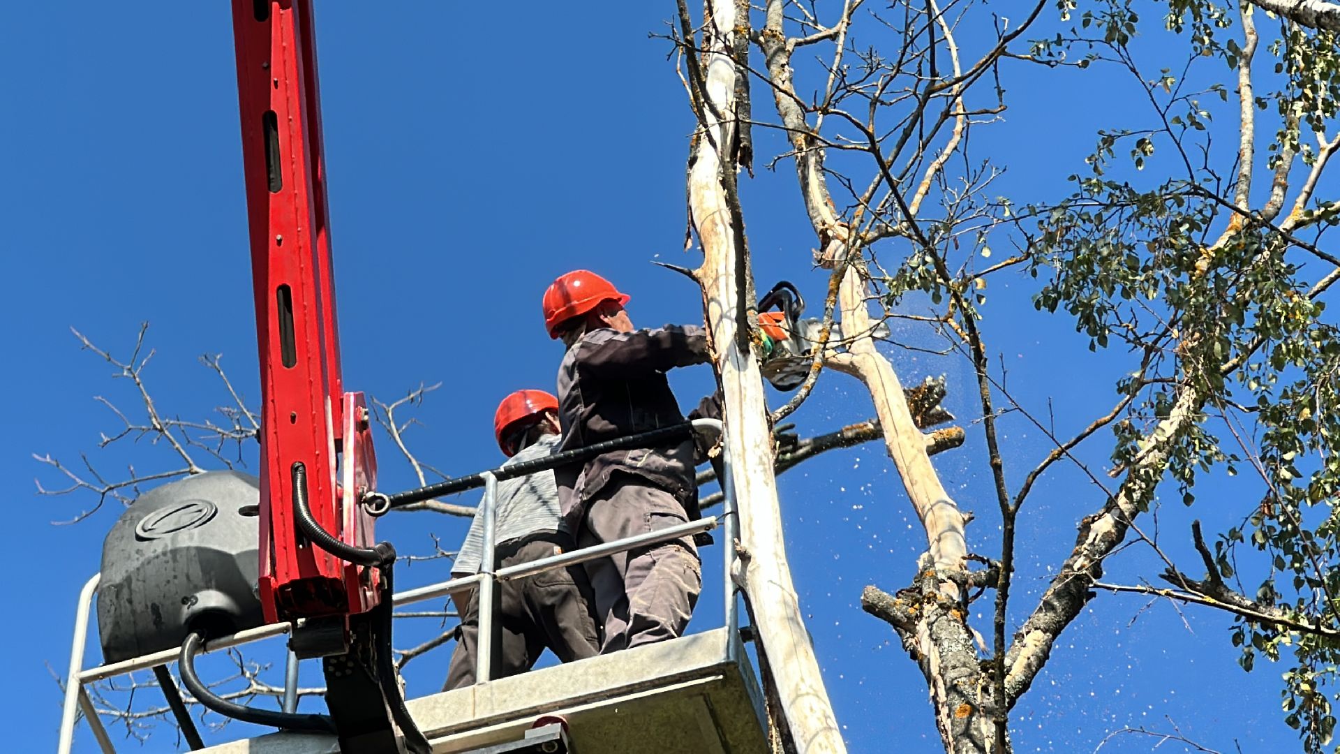 Клин, общество, ЖКХ, опиловка деревьев, благоустройство,