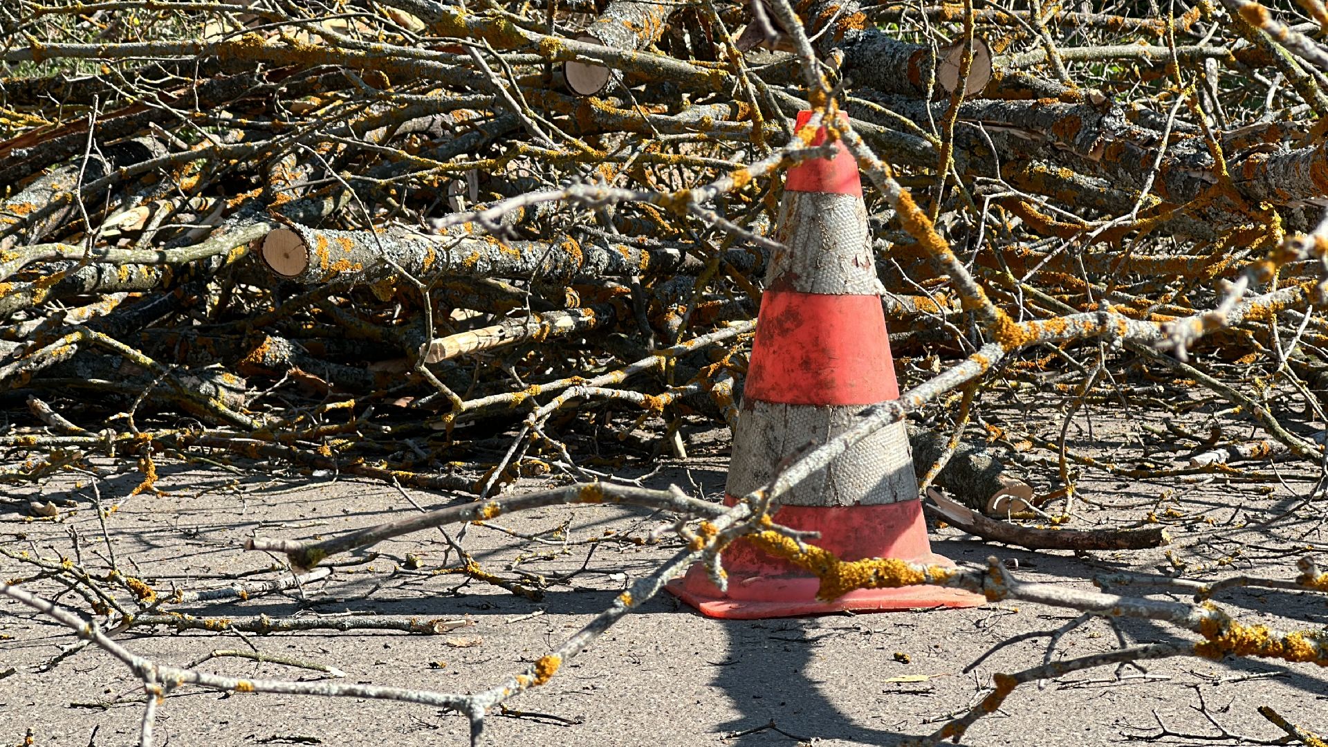 Клин, общество, ЖКХ, опиловка деревьев, благоустройство,