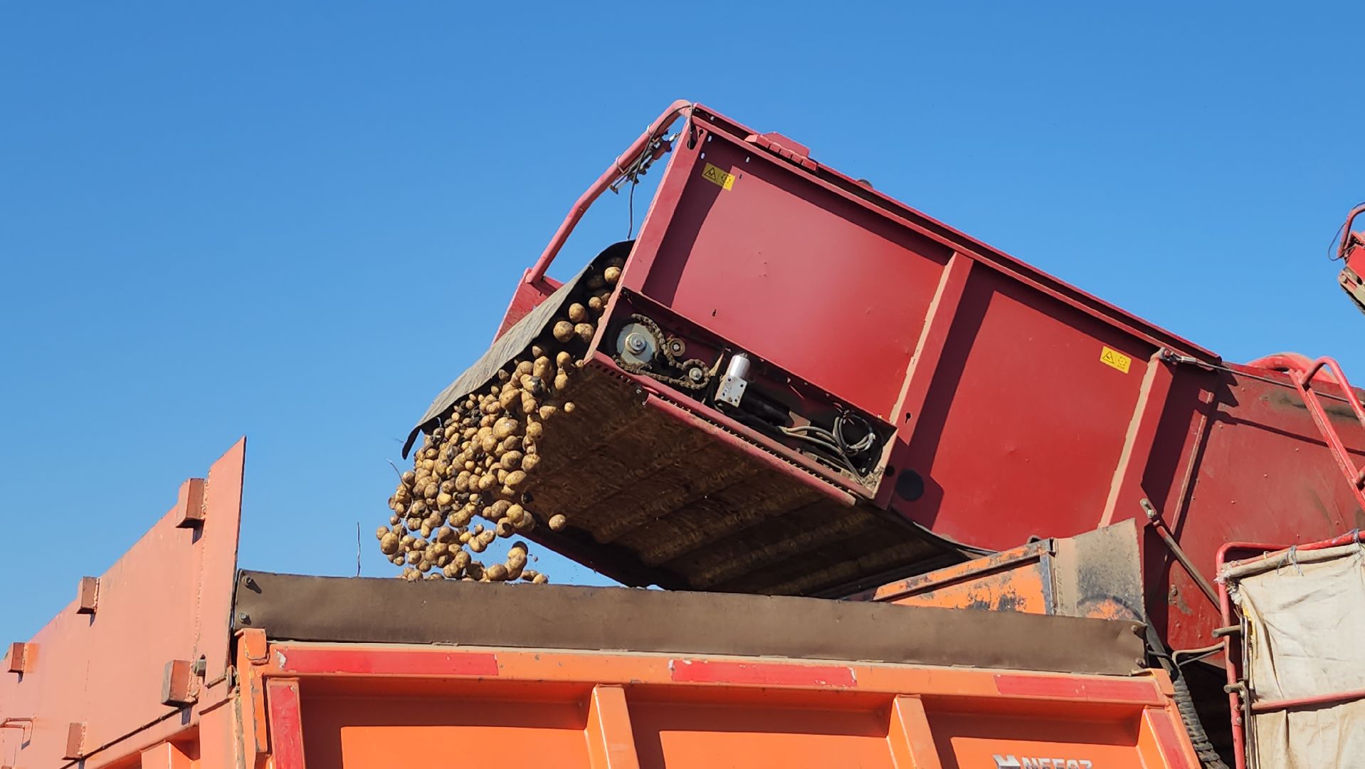 серпухов, ао дашковка, сельское хозяйство, уборочная 2024, картофель,