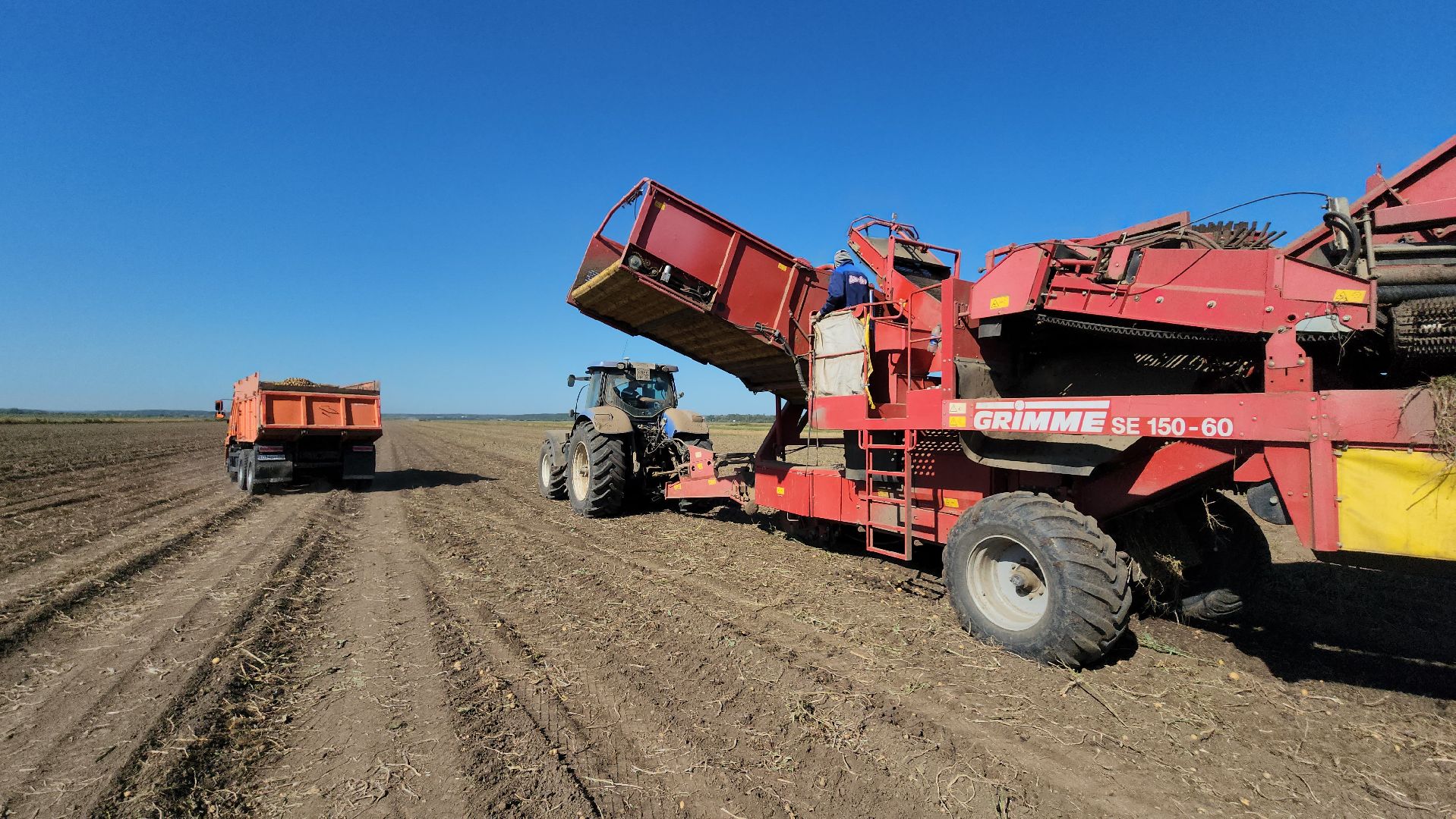 серпухов, ао дашковка, сельское хозяйство, уборочная 2024, картофель,