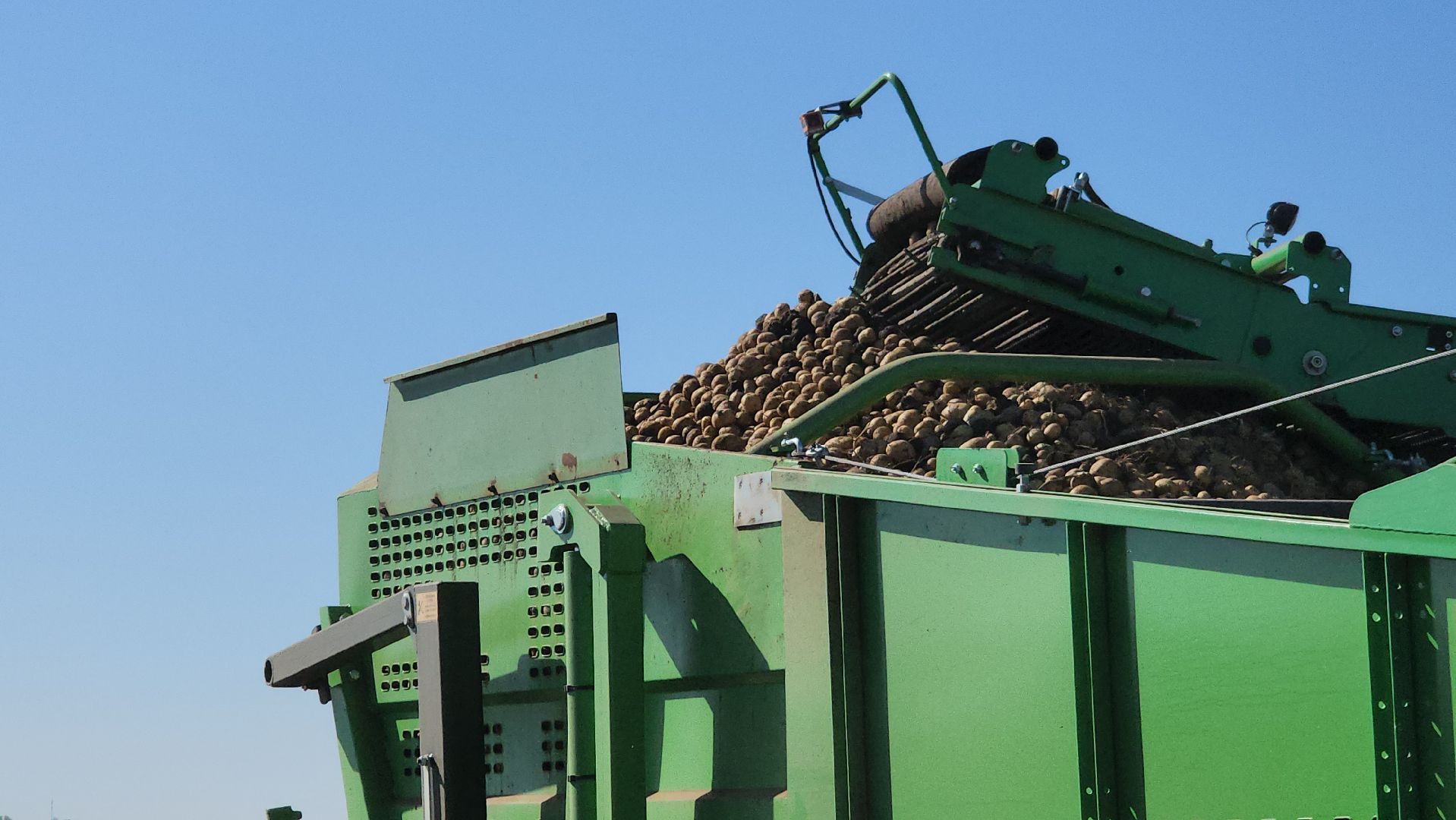 серпухов, ао дашковка, сельское хозяйство, уборочная 2024, картофель,