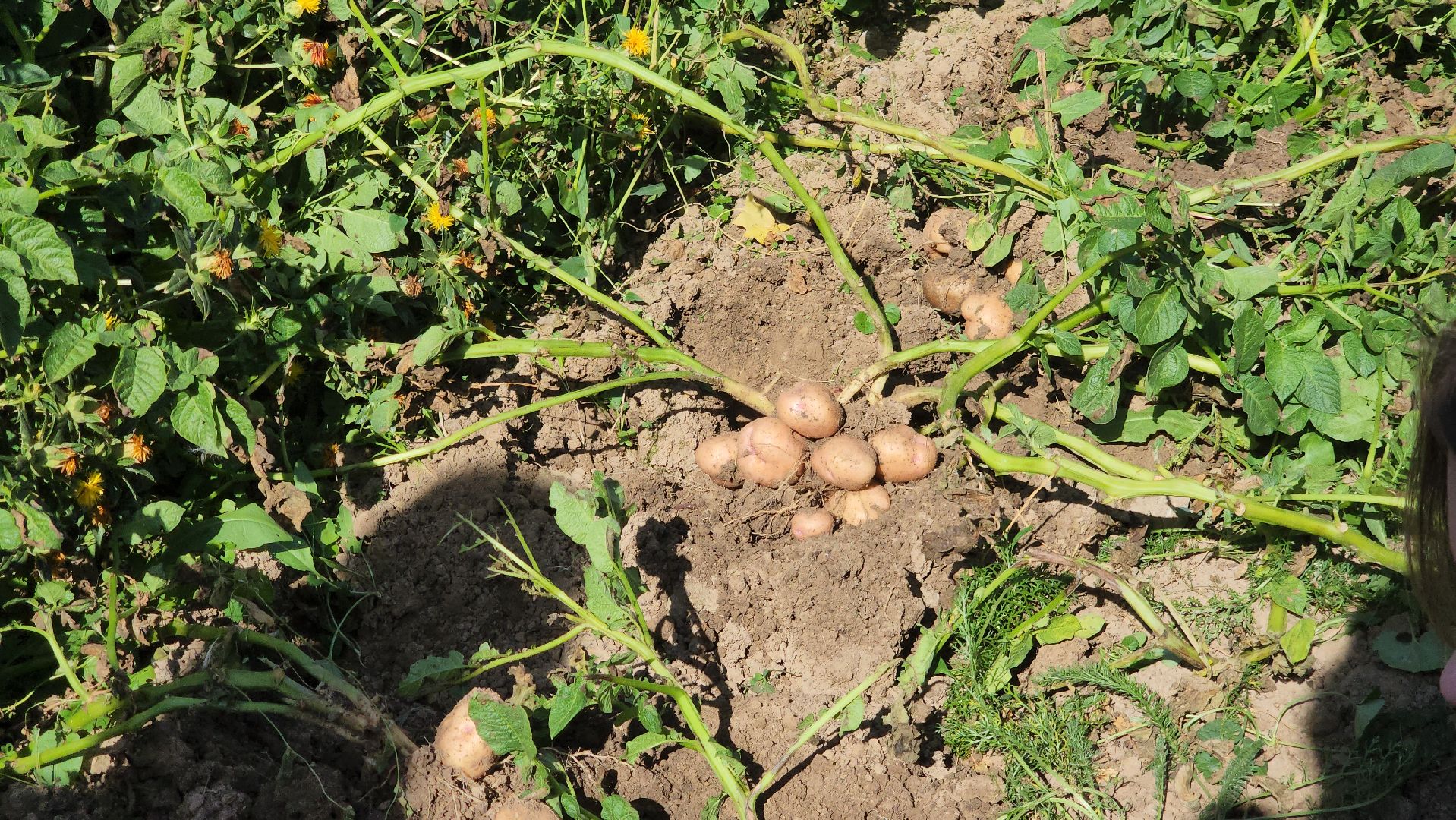 образование в подмосковье, агроклассы, ступино,