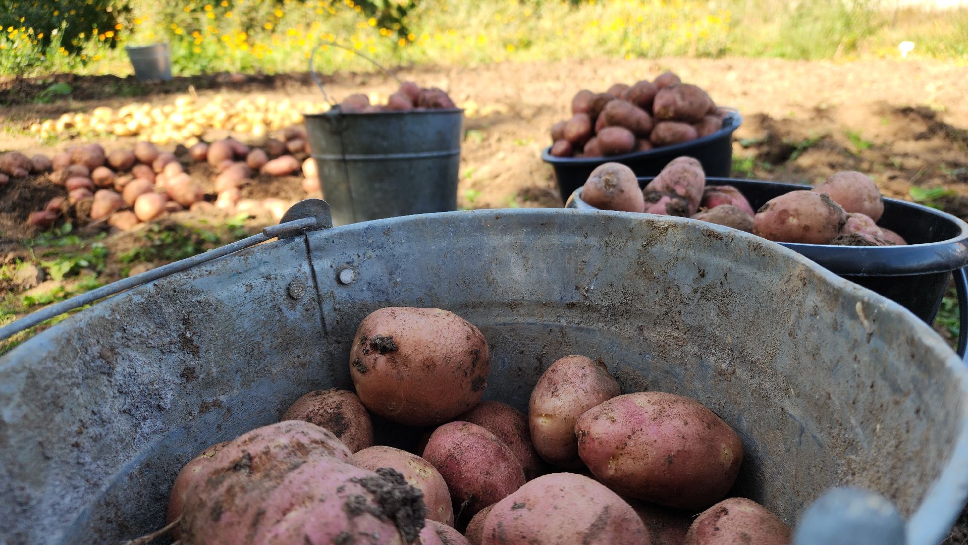 образование в подмосковье, агроклассы, ступино,