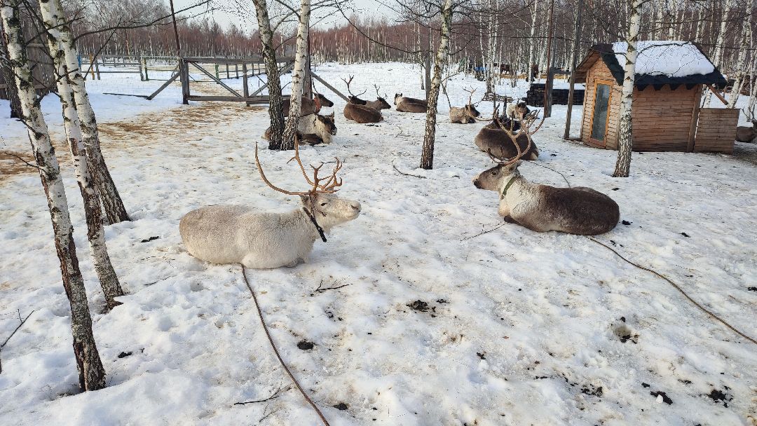 Кашира, общество