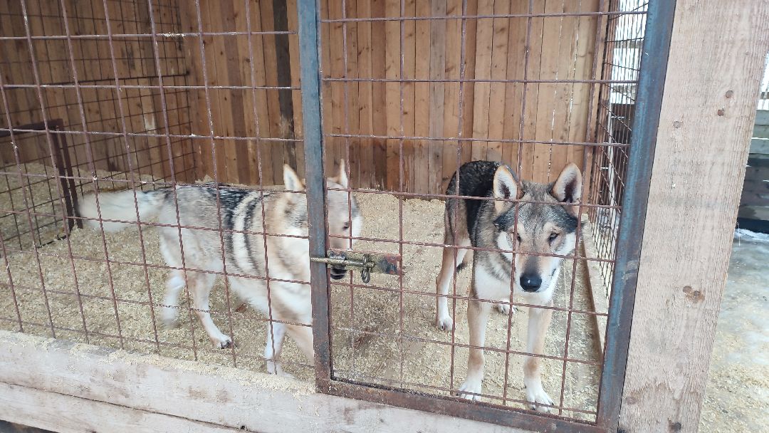 Кашира, общество