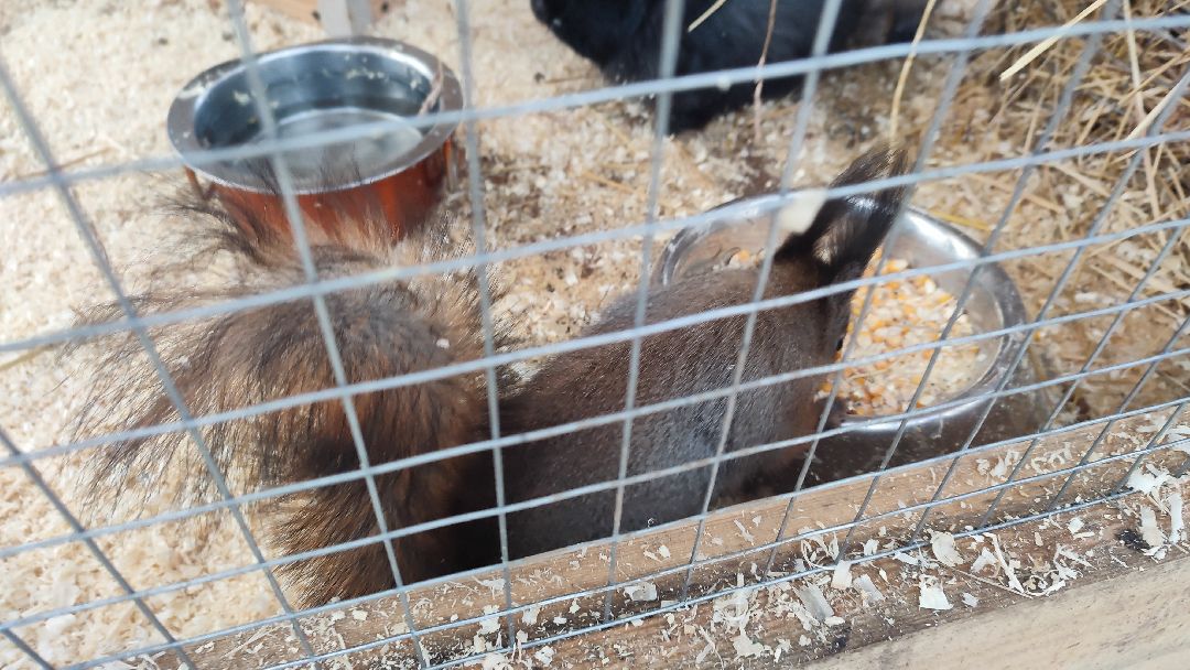 Кашира, общество