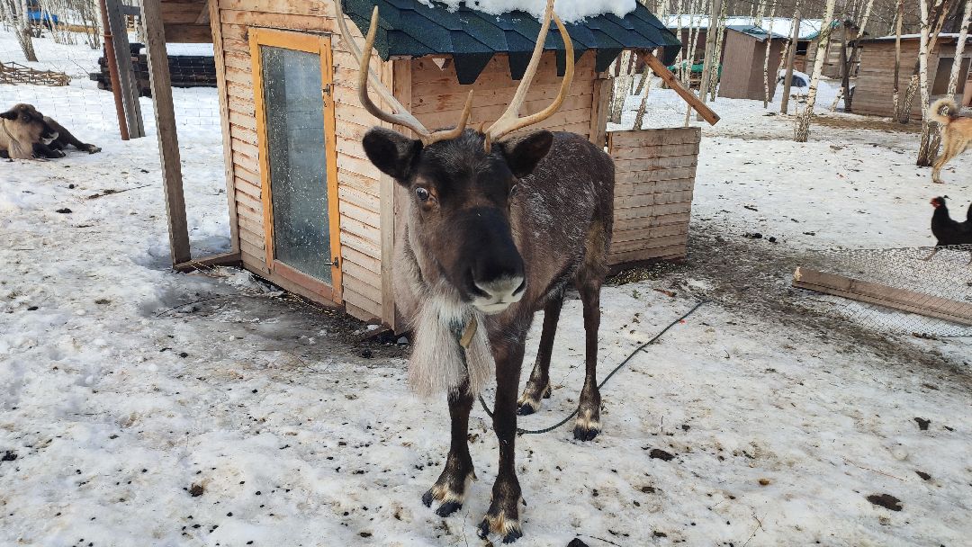 Кашира, общество