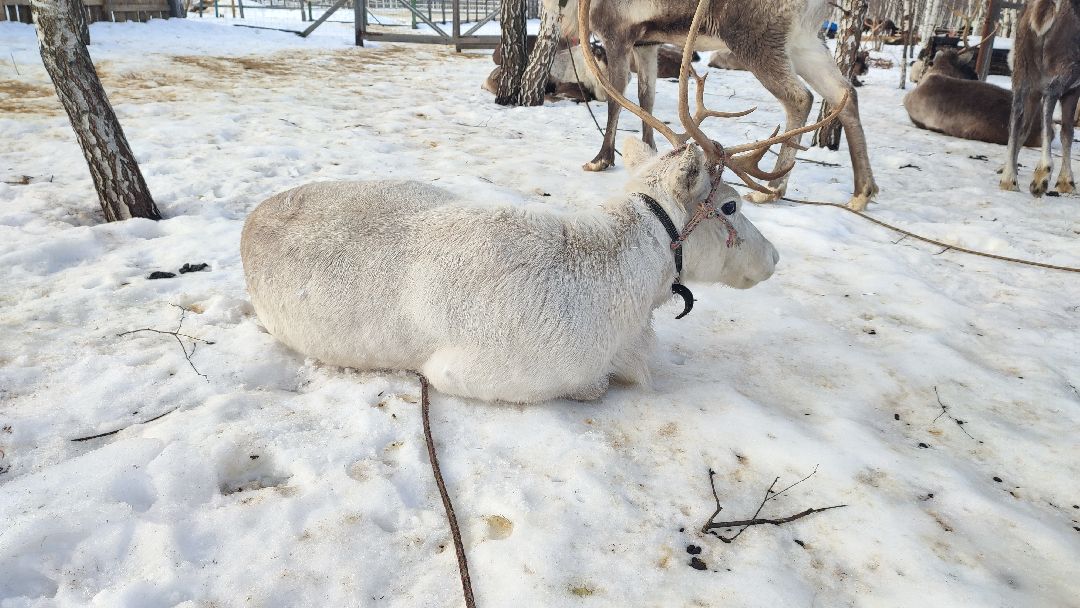 Кашира, общество