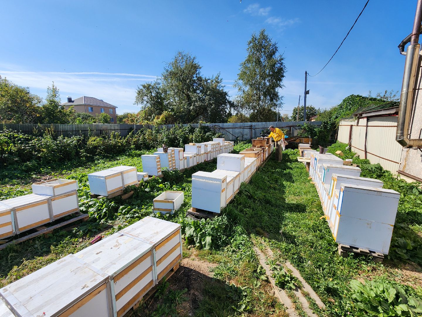 Чехов, деревня Чепелево, КФХ Вишневый сад, пчеловод Владимир Тычинин, фермерское хозяйство, грант, министерство сельского хозяйства и продовольствия Московской области,пчеловодство, производство меда,