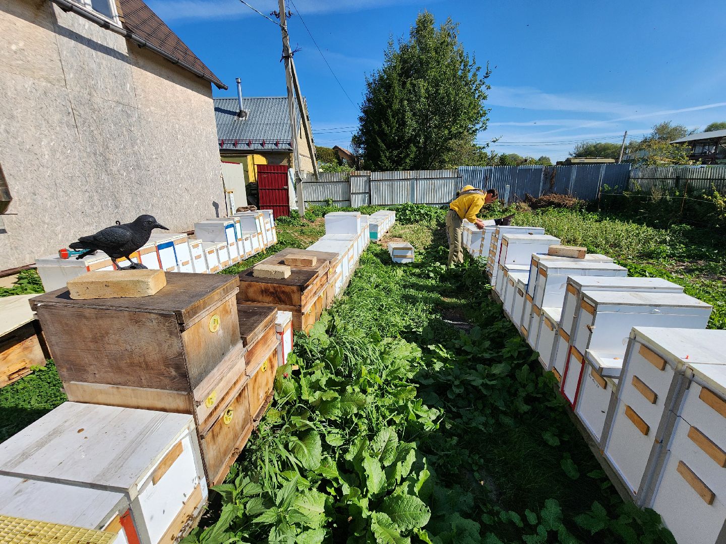 Чехов, деревня Чепелево, КФХ Вишневый сад, пчеловод Владимир Тычинин, фермерское хозяйство, грант, министерство сельского хозяйства и продовольствия Московской области,пчеловодство, производство меда,