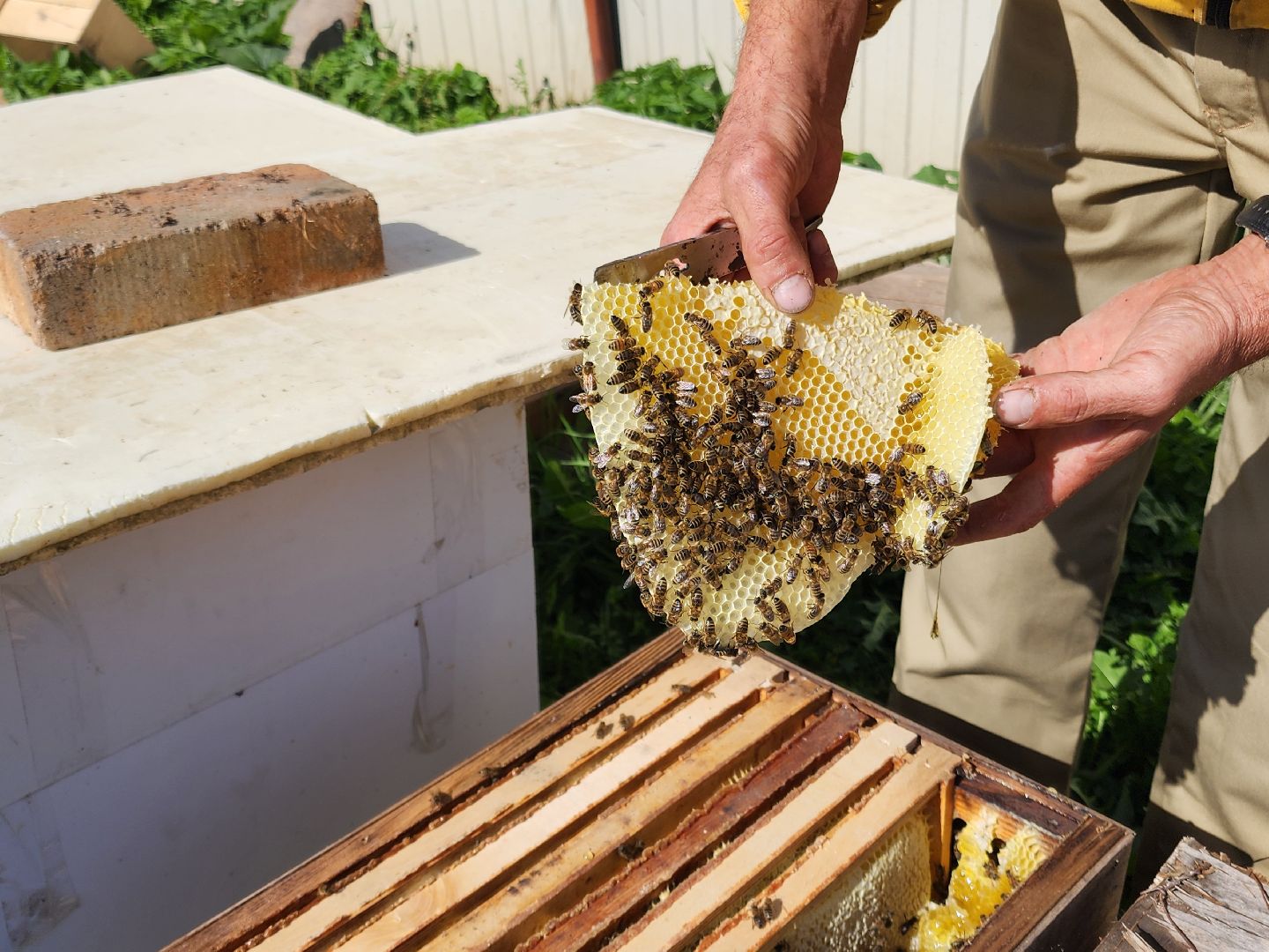 Чехов, деревня Чепелево, КФХ Вишневый сад, пчеловод Владимир Тычинин, фермерское хозяйство, грант, министерство сельского хозяйства и продовольствия Московской области,пчеловодство, производство меда,