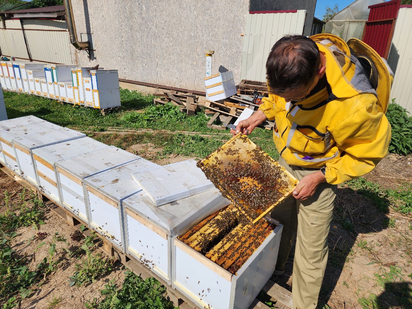 Чехов, деревня Чепелево, КФХ Вишневый сад, пчеловод Владимир Тычинин, фермерское хозяйство, грант, министерство сельского хозяйства и продовольствия Московской области,пчеловодство, производство меда,