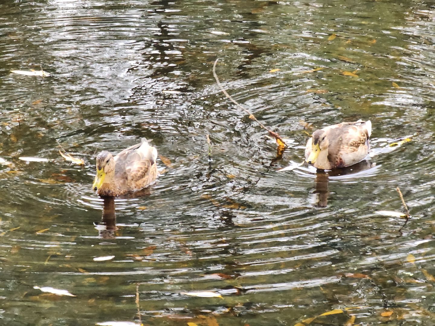 Экология, одинцово, губкино, пруд, канализация, фауна,