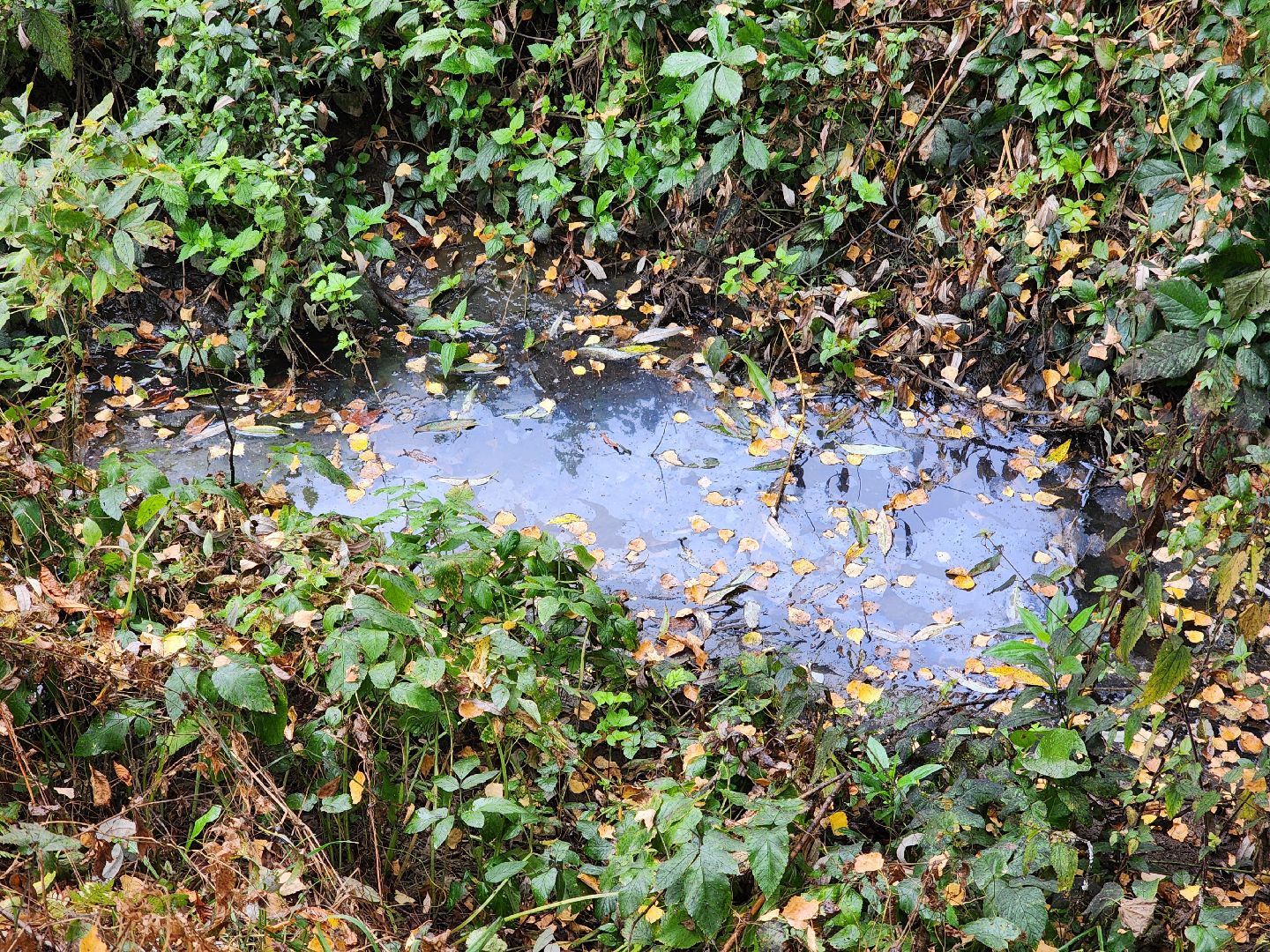 Экология, одинцово, губкино, пруд, канализация, фауна,