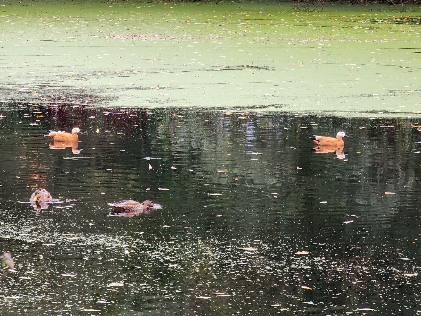 Экология, одинцово, губкино, пруд, канализация, фауна,