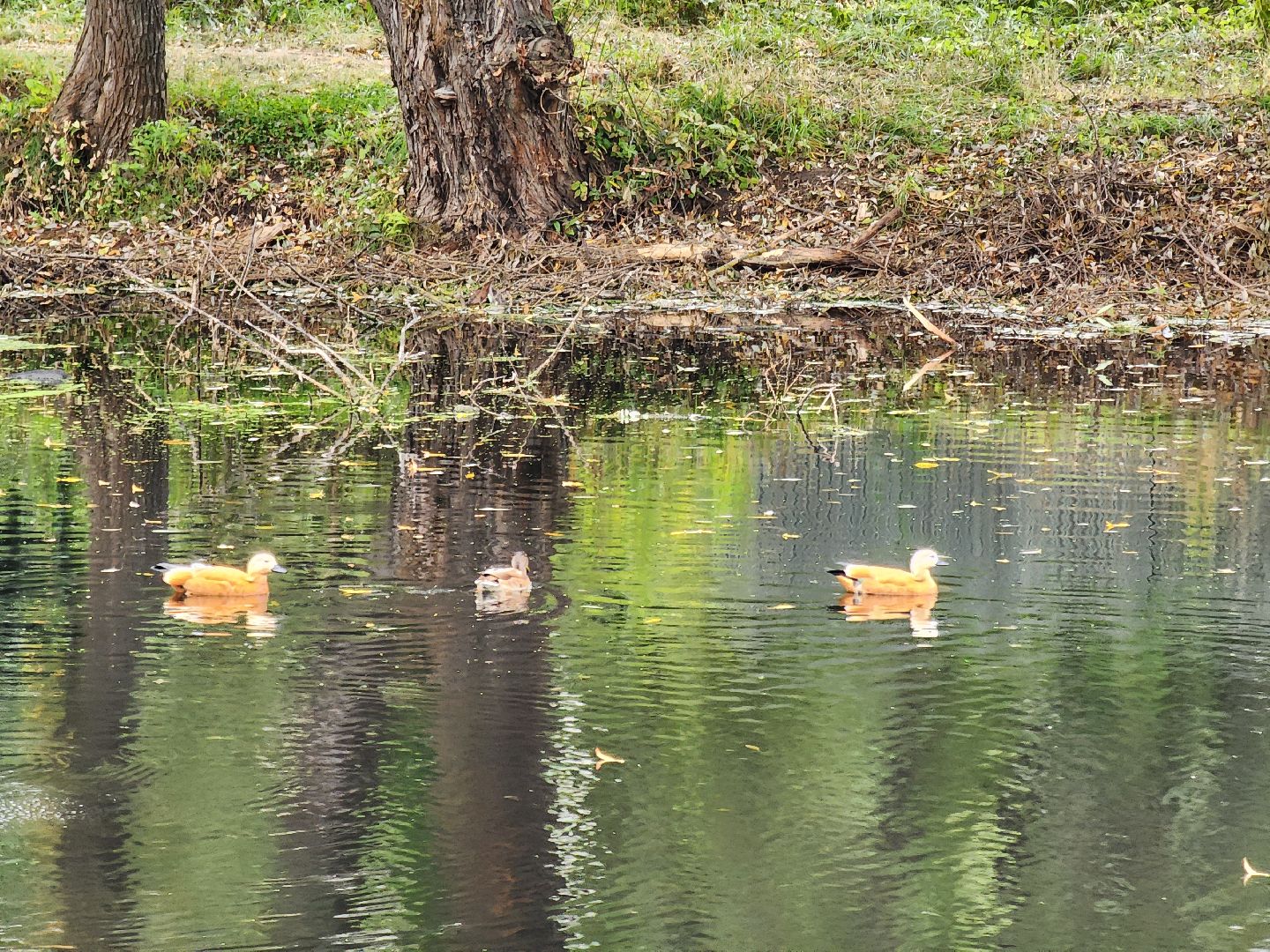 Экология, одинцово, губкино, пруд, канализация, фауна,