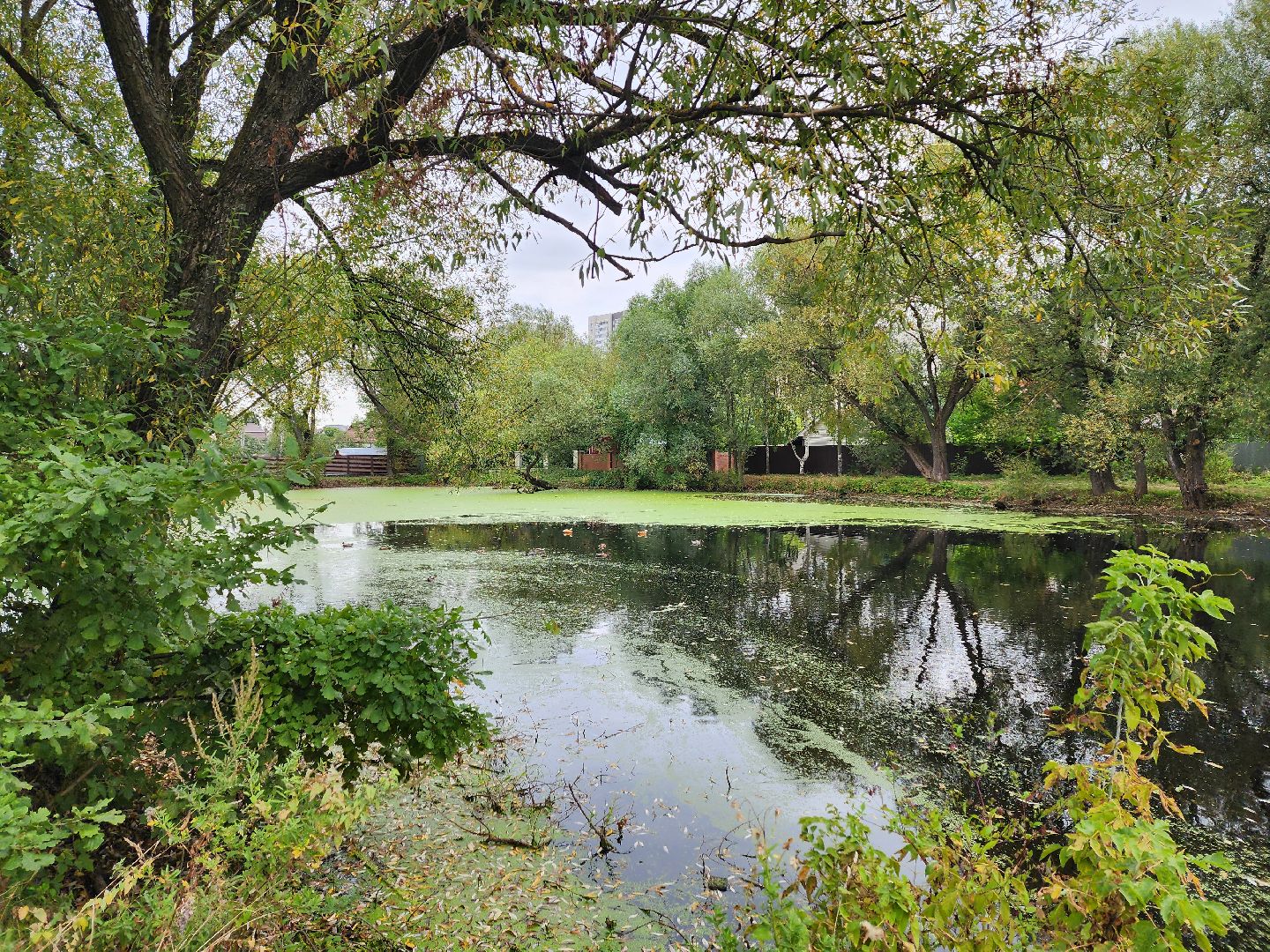 Экология, одинцово, губкино, пруд, канализация, фауна,