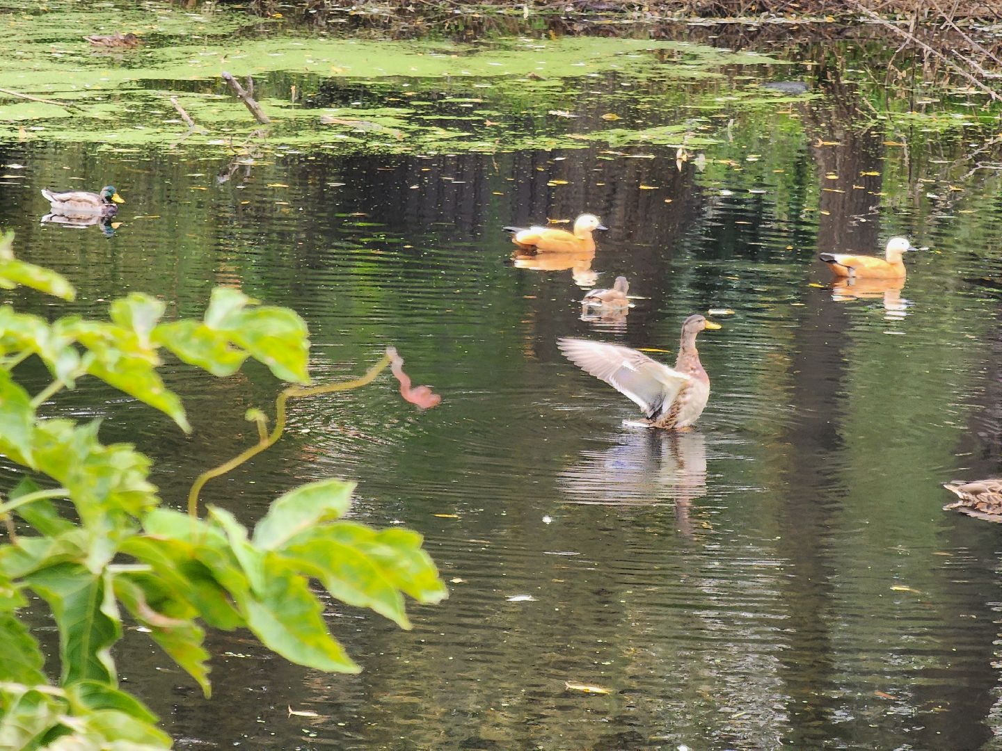 Экология, одинцово, губкино, пруд, канализация, фауна,