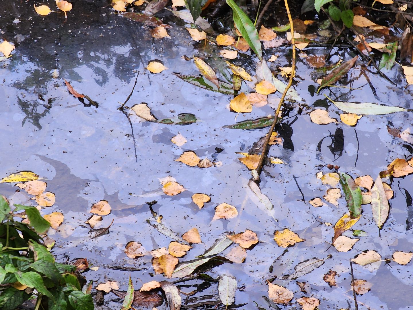 Экология, одинцово, губкино, пруд, канализация, фауна,