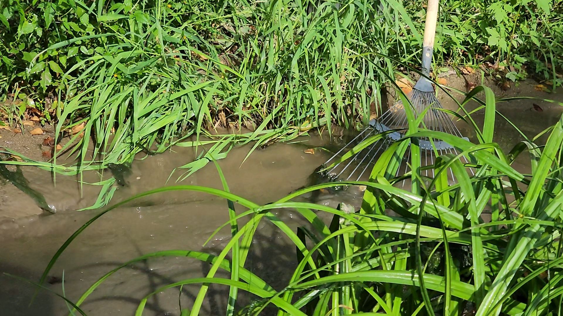 одинцово, ликова, дубки, река, очистка, земснаряд,