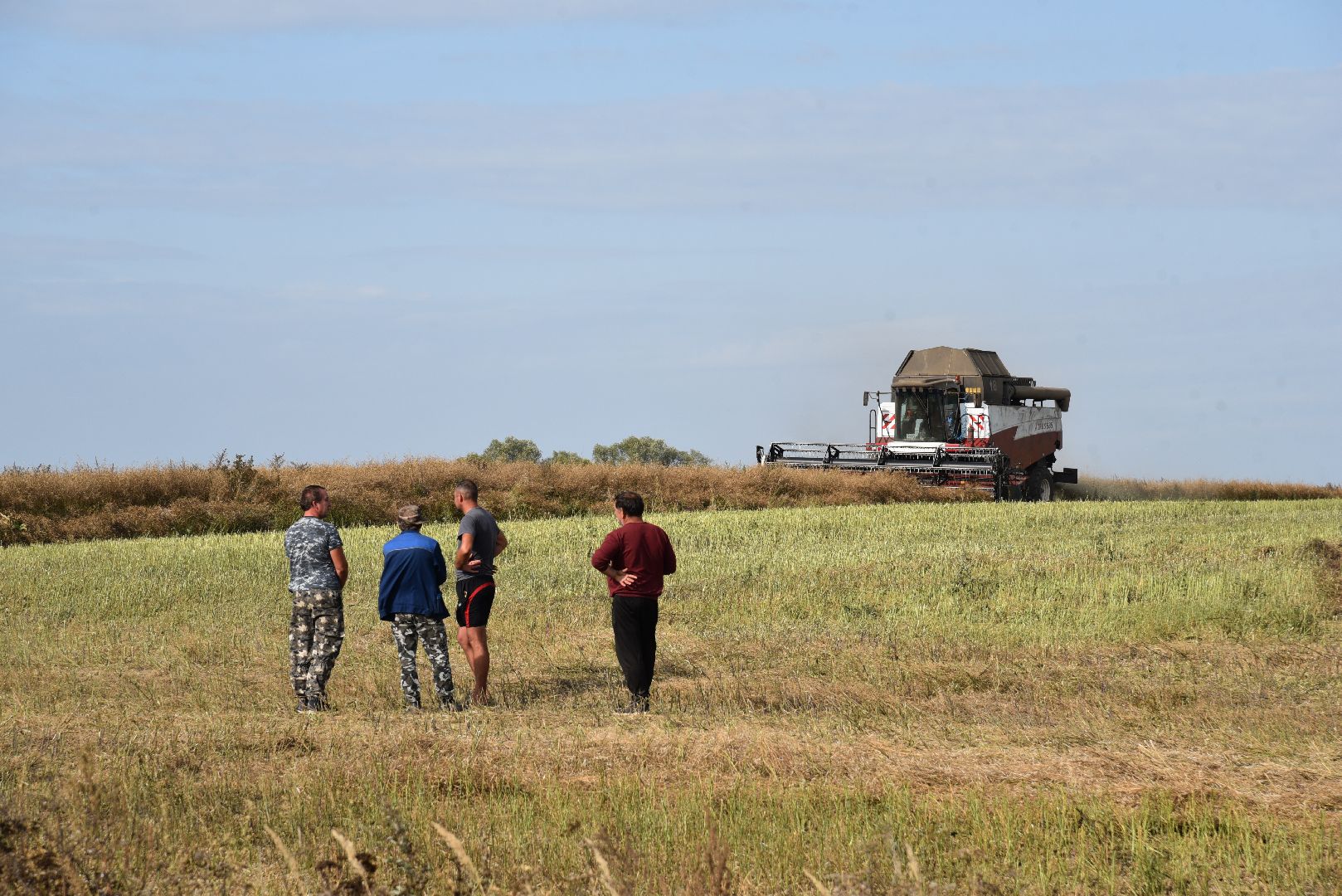 лотошино, сельское хозяйство, урожай 2024, рапс,