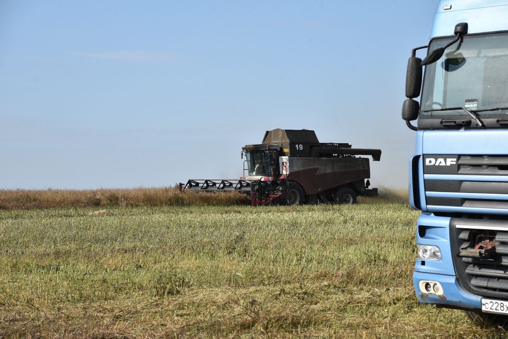 лотошино, сельское хозяйство, урожай 2024, рапс,