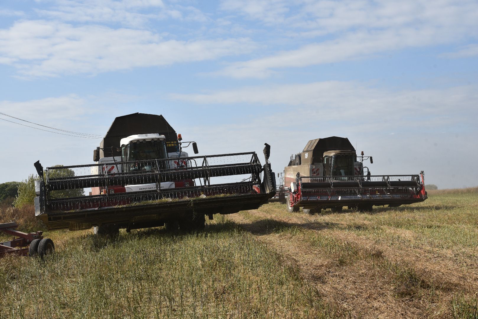 лотошино, сельское хозяйство, урожай 2024, рапс,