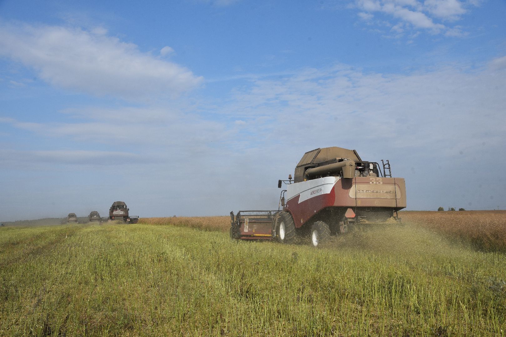 лотошино, сельское хозяйство, урожай 2024, рапс,