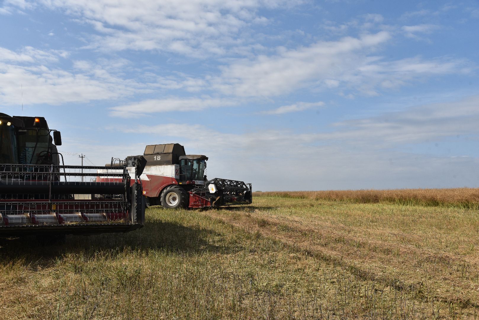 лотошино, сельское хозяйство, урожай 2024, рапс,