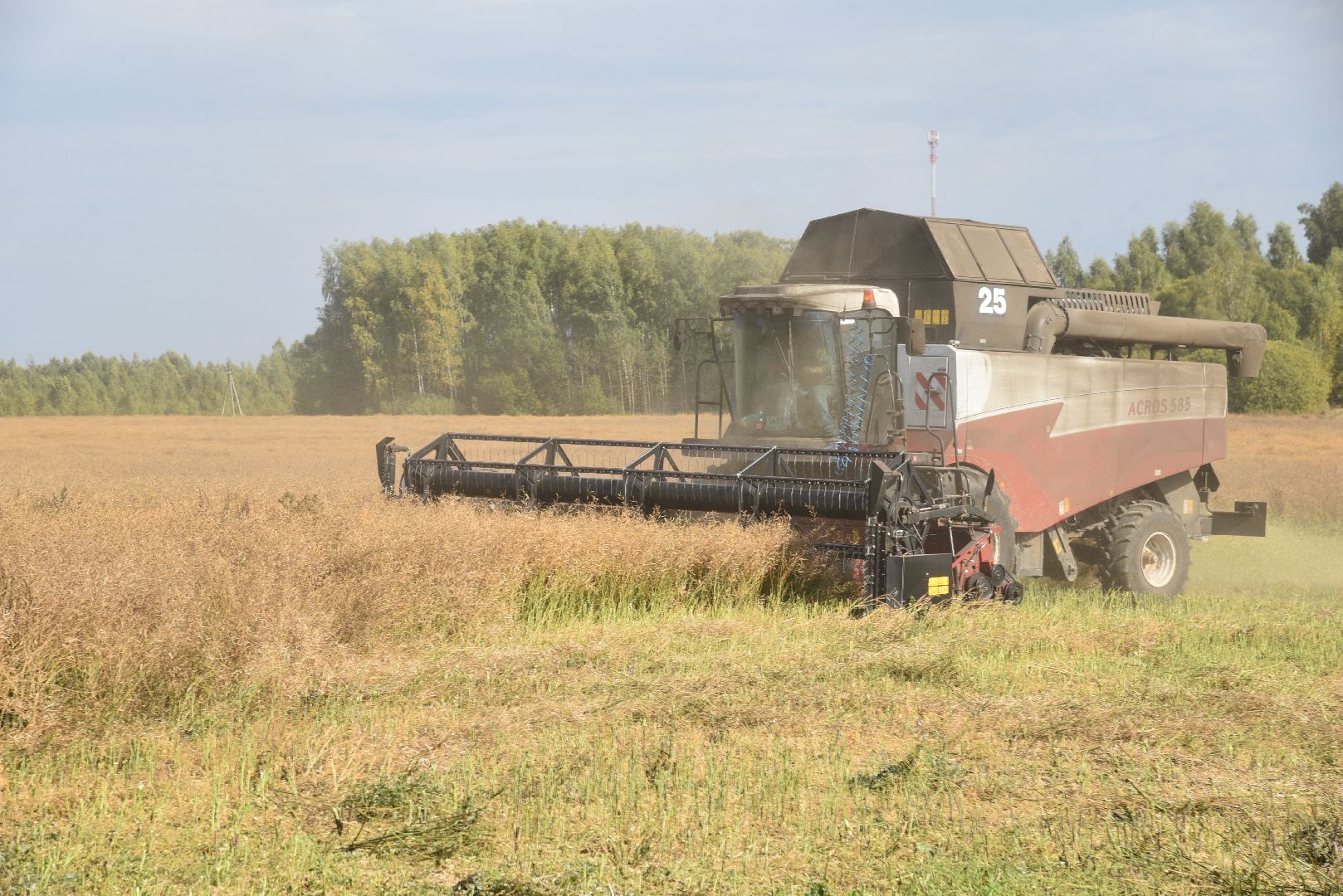 лотошино, сельское хозяйство, урожай 2024, рапс,