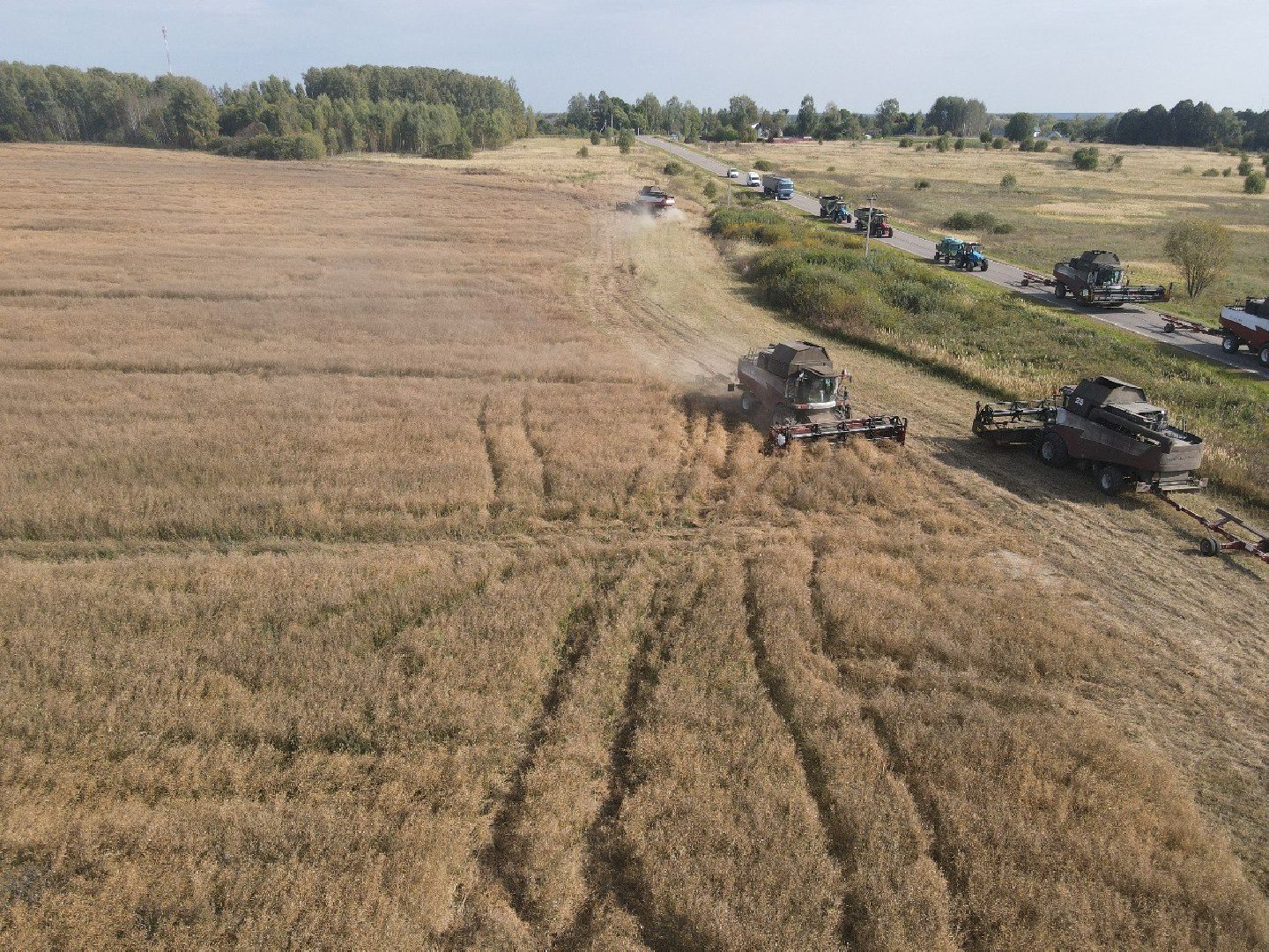 лотошино, сельское хозяйство, урожай 2024, рапс,