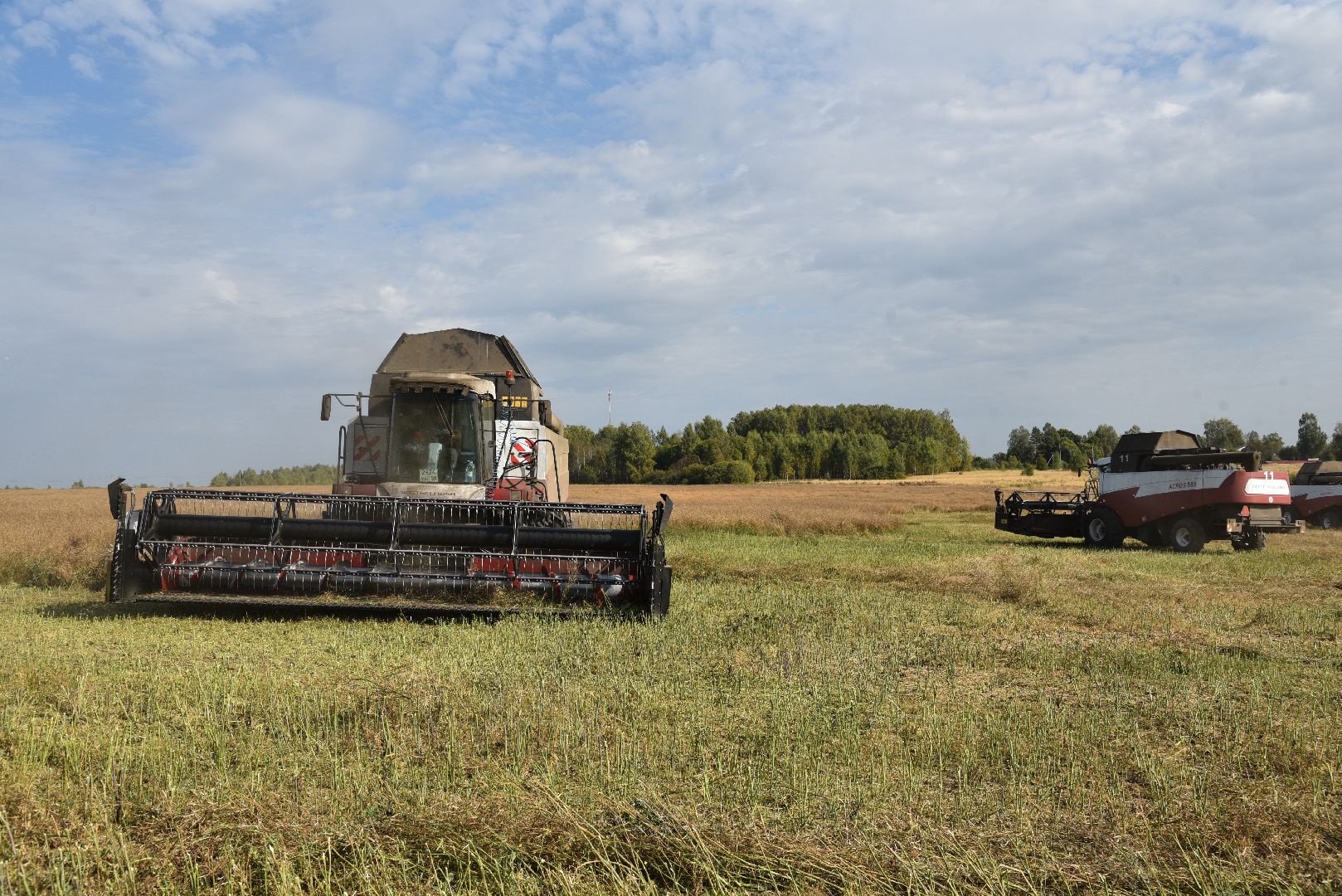лотошино, сельское хозяйство, урожай 2024, рапс,