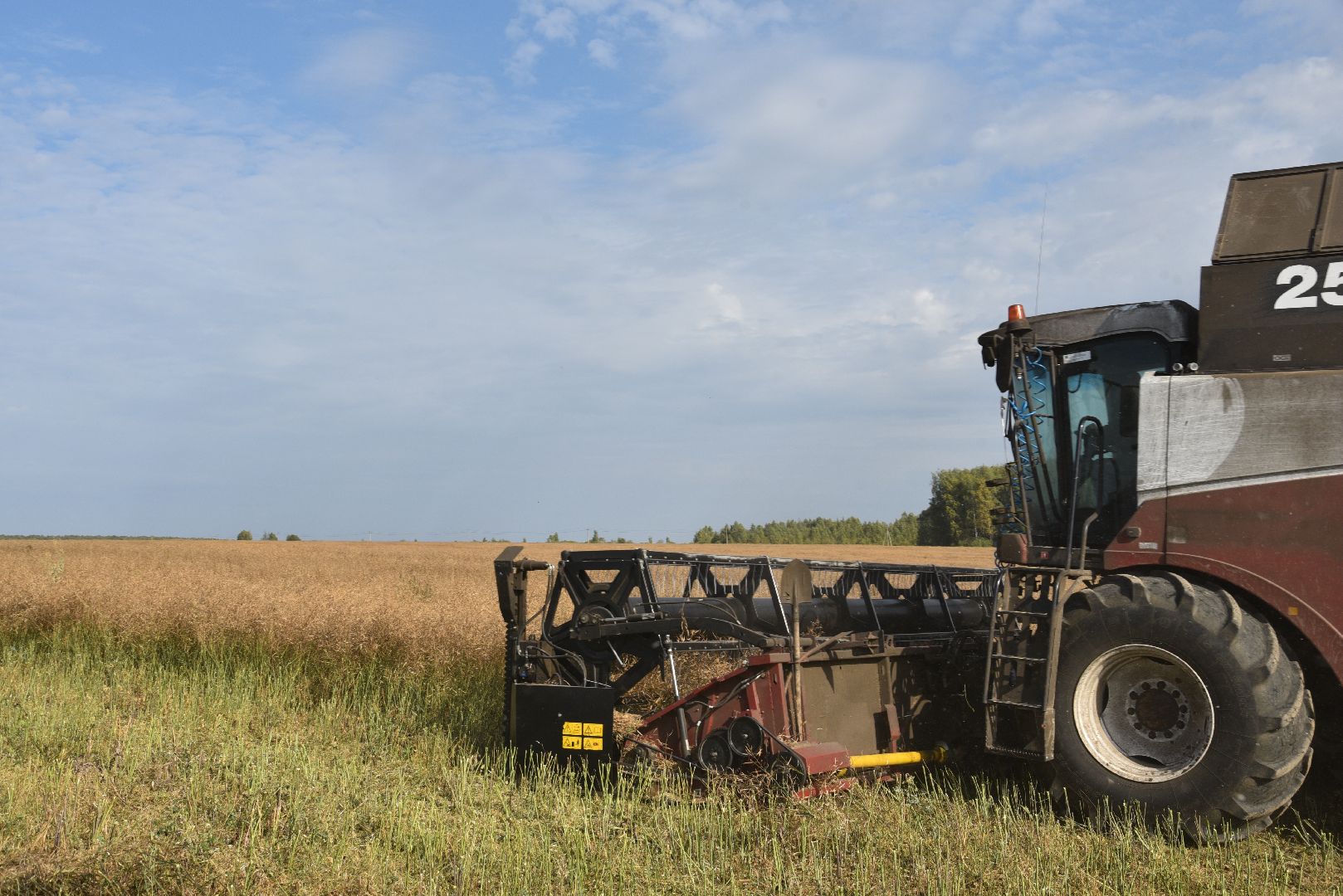лотошино, сельское хозяйство, урожай 2024, рапс,