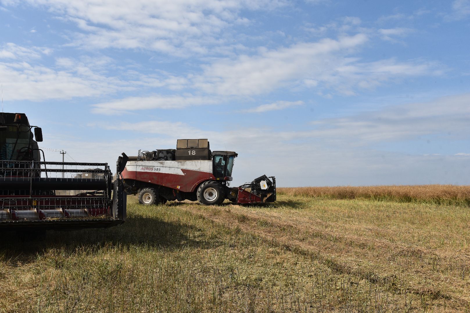 лотошино, сельское хозяйство, урожай 2024, рапс,
