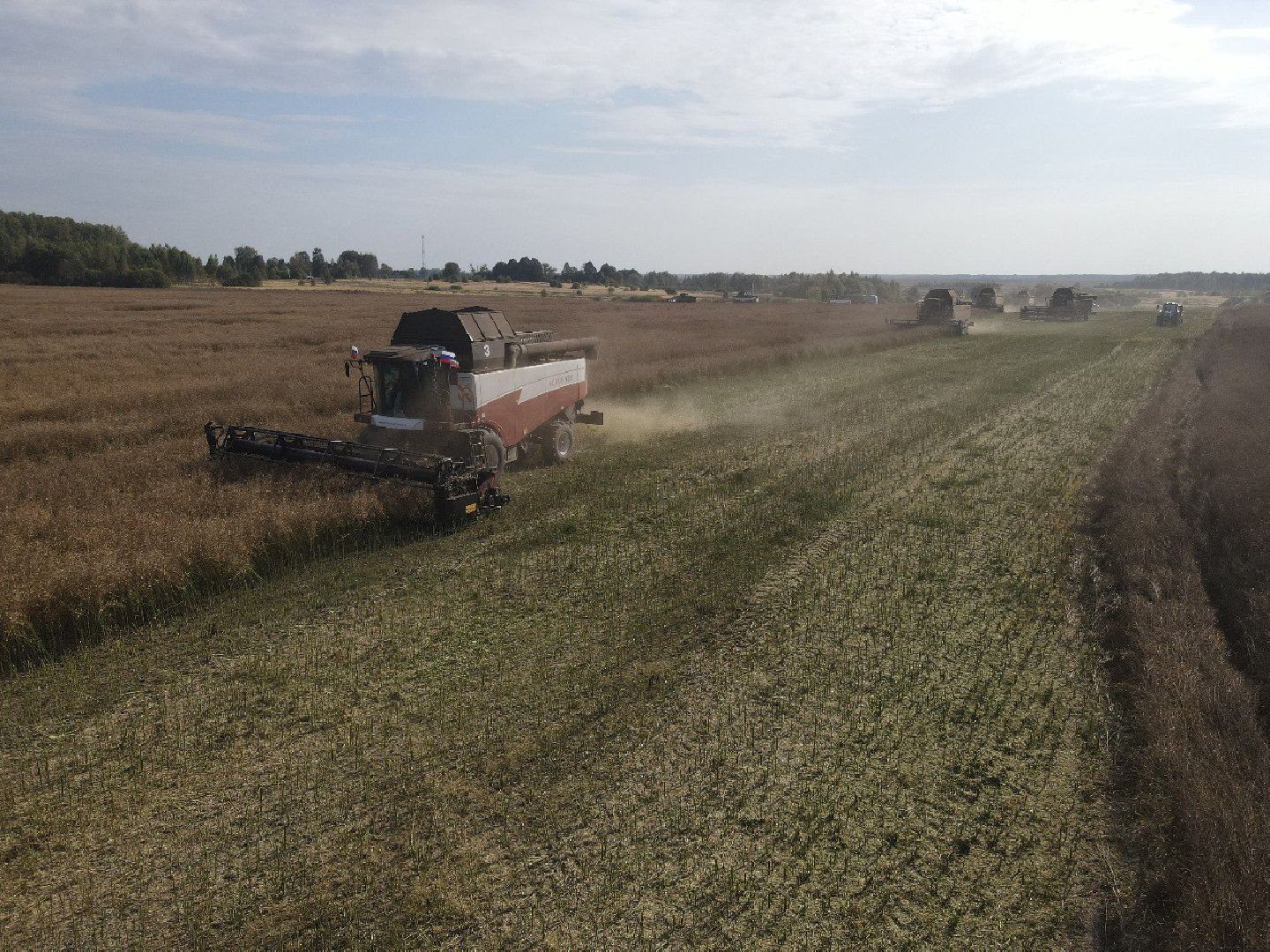 лотошино, сельское хозяйство, урожай 2024, рапс,