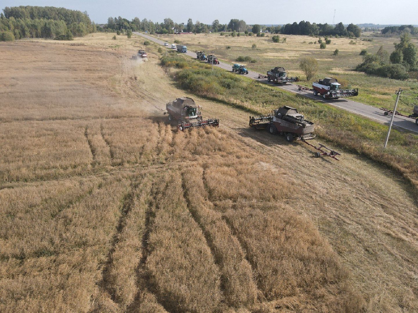 лотошино, сельское хозяйство, урожай 2024, рапс,