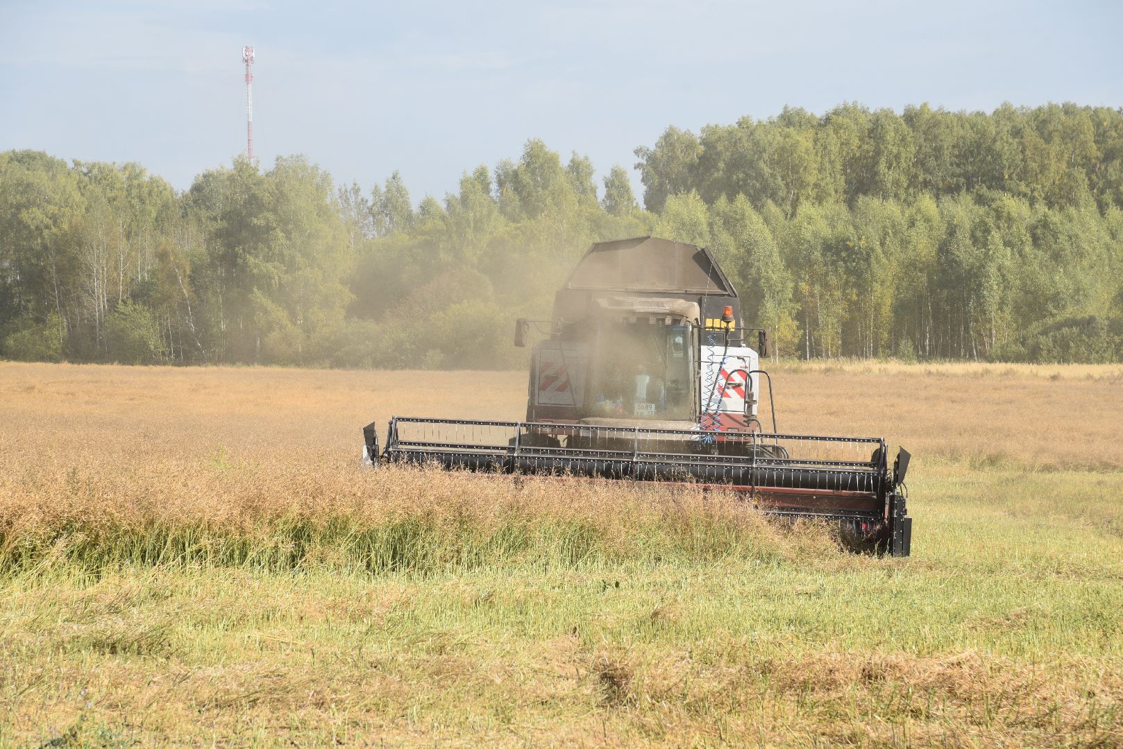 лотошино, сельское хозяйство, урожай 2024, рапс,