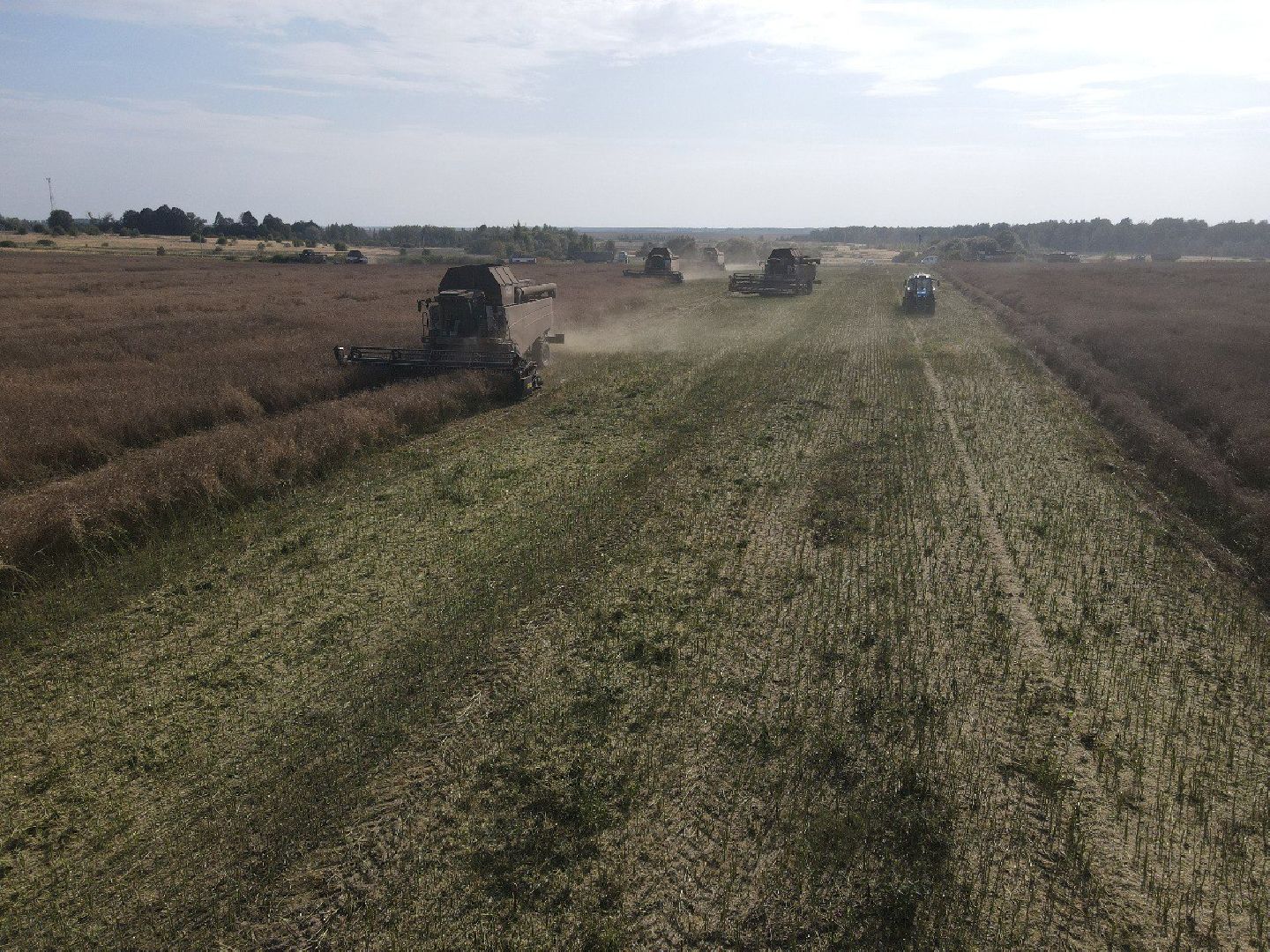 лотошино, сельское хозяйство, урожай 2024, рапс,