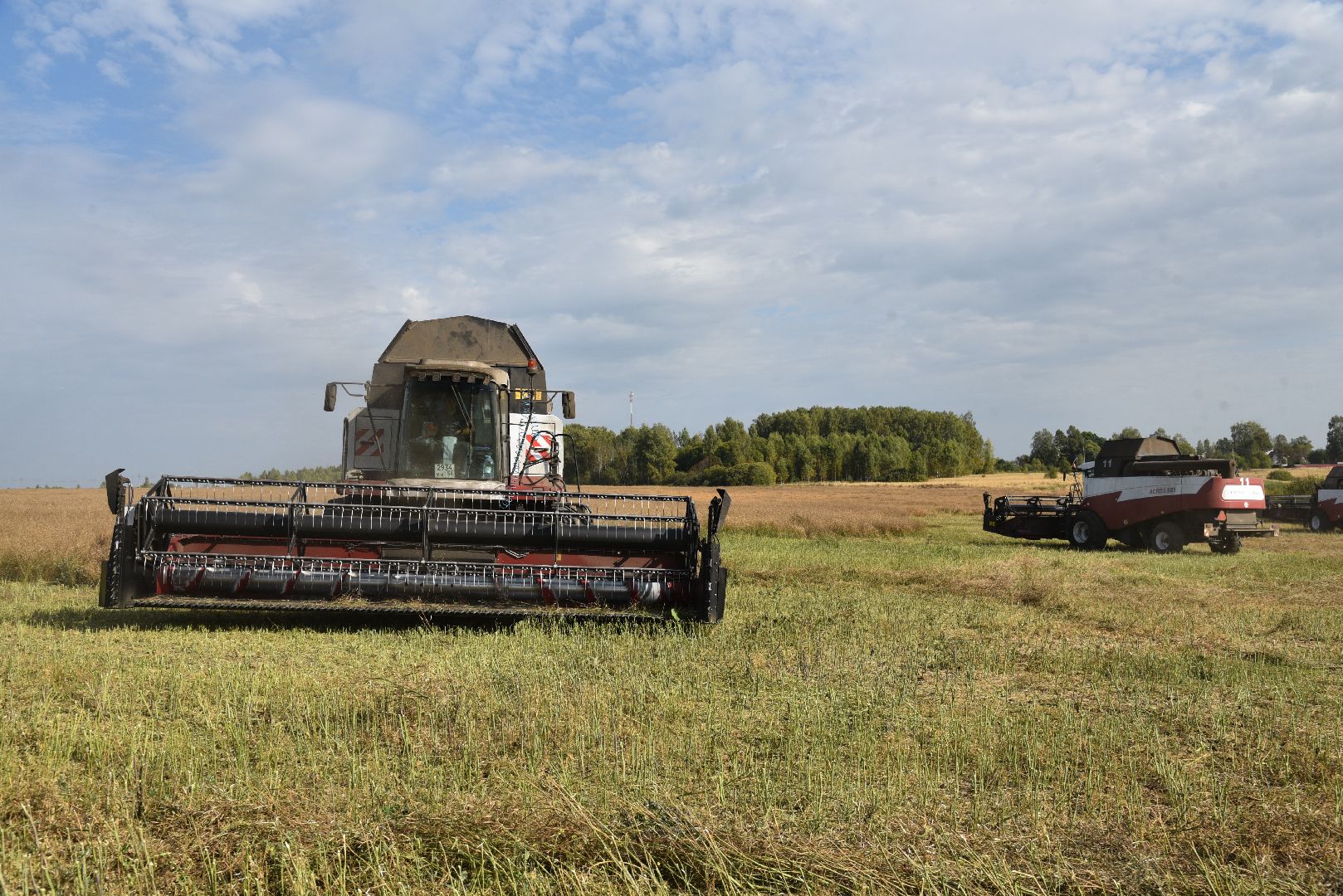 лотошино, сельское хозяйство, урожай 2024, рапс,