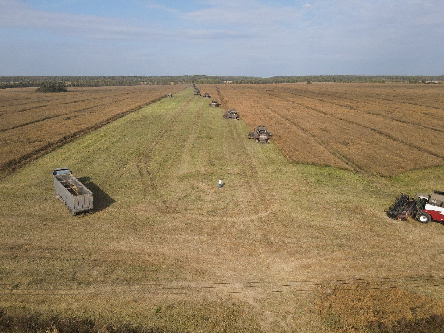лотошино, сельское хозяйство, урожай 2024, рапс,