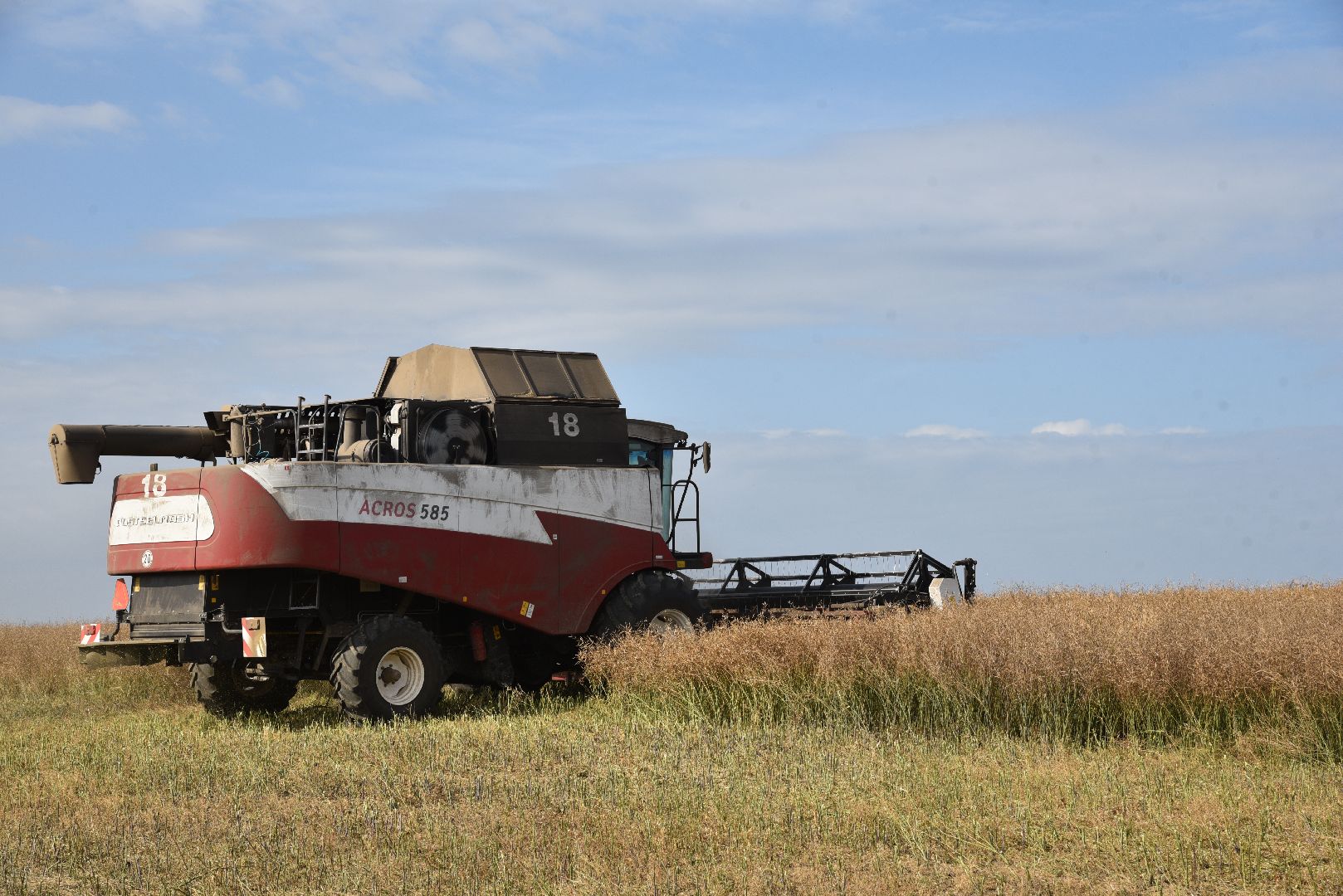 лотошино, сельское хозяйство, урожай 2024, рапс,