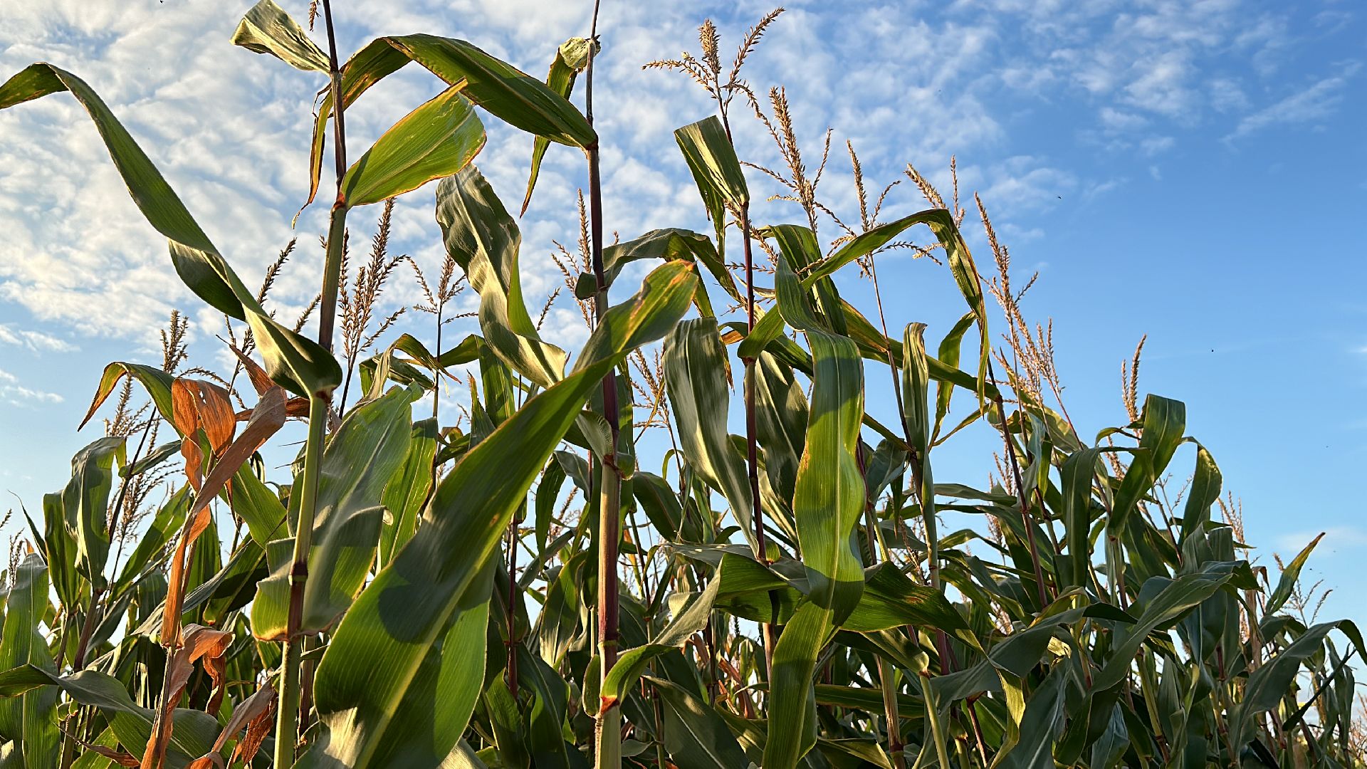 Клин, общество, экономика, сельское хозяйство, коровы,